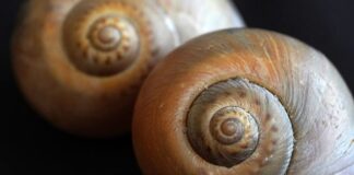Czy podczas stosunku czuć spiralę?