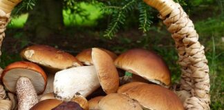 Czy można uratować sok z pleśnią?